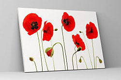 Obraz Mak vlčí 1514